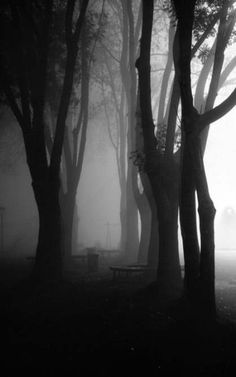 foggy trees and bench in the park at night