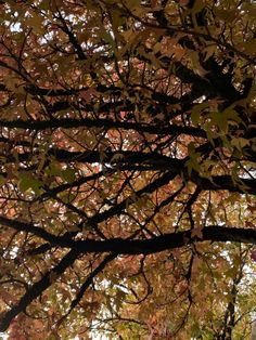 an umbrella is hanging from the branches of a tree