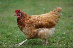 a brown and white chicken standing on top of a green grass covered field with it's head turned to the side