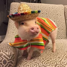 a small pig wearing a sombrero on top of it's head sitting on a couch