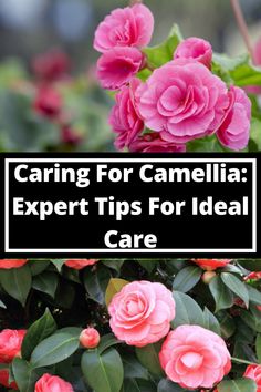 pink flowers with the words caring for camellia expert tips for ideal care