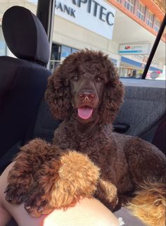 a brown poodle sitting in the back seat of a car with its tongue hanging out