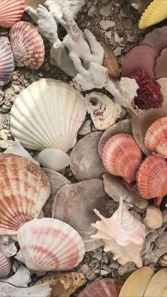 sea shells and other seashells on the beach, including starfish or clams