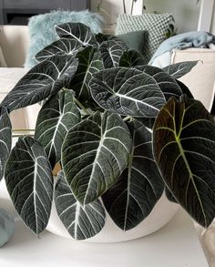 a potted plant sitting on top of a white table next to a blue pillow