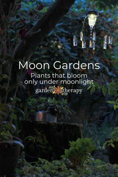 the cover of moon gardens plants that bloom only under moonlight by garden therapy, featuring hanging lights