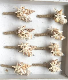 several sea shells are arranged in a row on a white tray with twine rope