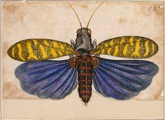 an insect with yellow and blue wings