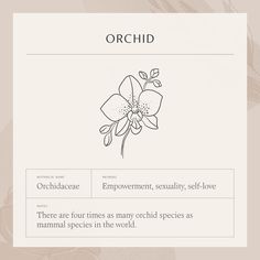 an orchd page with flowers on it