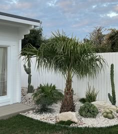 a small palm tree surrounded by rocks and cacti in front of a white fence