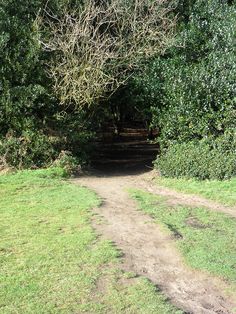 a dirt road going through some trees and grass