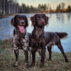 two dogs standing next to each other in front of a lake