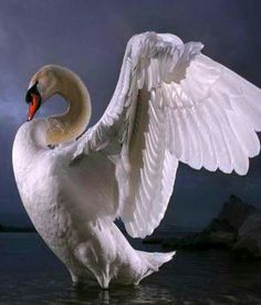 a swan flaps its wings while standing in the water on a cloudy day at night