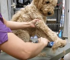 a woman is grooming a dog's fur on a table