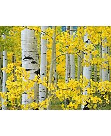 yellow and white aspen trees in the fall