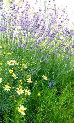 some yellow and purple flowers in the grass