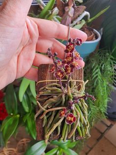 someone is holding some plants in their hand