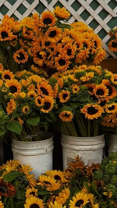 sunflowers are arranged in white buckets on display