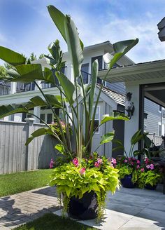 there is a potted plant in front of the house