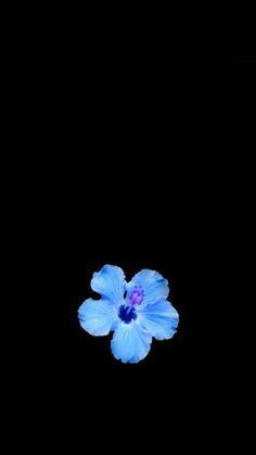 a blue flower is floating in the air