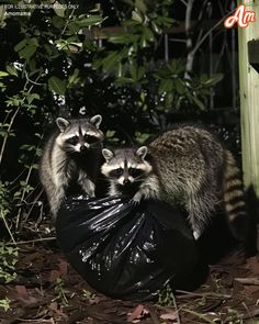 two raccoons standing on top of a trash bag