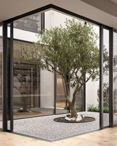 a bonsai tree in the middle of a room with glass walls and wood flooring