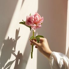 a person is holding a pink rose in their hand and shadow on the wall behind them