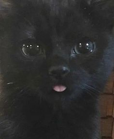 a close up of a small black kitten