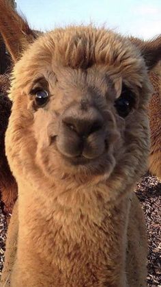 an alpaca is looking at the camera