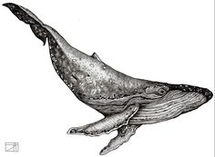 a drawing of a humpback whale in black and white