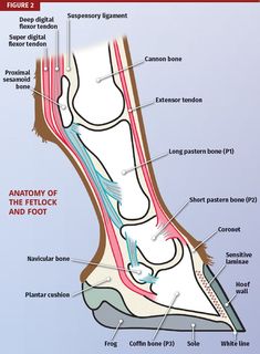 the anatomy of the foot and foot bones with labels on each side, labeled in red