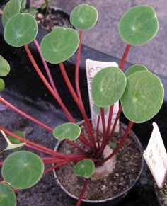 a potted plant with red stems and green leaves