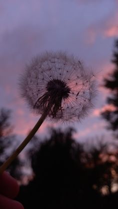 a dandelion blowing in the wind against a purple sky with trees and clouds