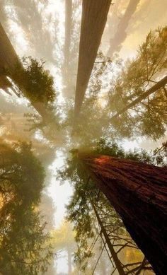 looking up at the tops of tall trees in a forest with fog and sun shining through them