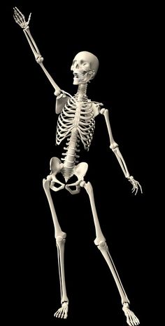 a skeleton is shown in black and white