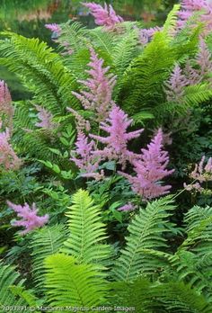 some pink and green plants in the grass