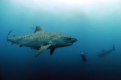 a large shark swims in the ocean with two divers nearby on a sunny day