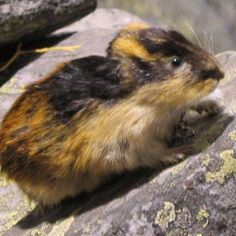 a small animal sitting on top of a rock