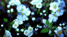 some white flowers with green leaves in the dark blue background, and one is blurry