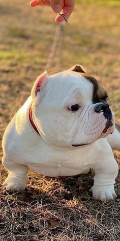 a small white and brown dog laying on top of dry grass next to a person