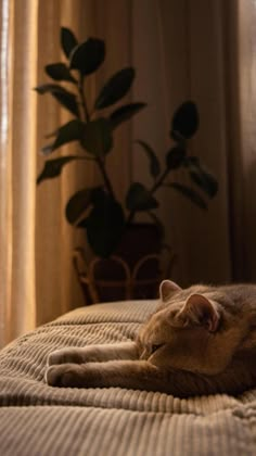 a cat laying on top of a bed next to a potted plant in front of a window