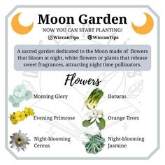 Moon Celebrations, Moon Gardening, Holistic Learning, Moon Gardens, Witchy Garden, Sacred Garden, Moon Magick, Witch Tips, Green Witchcraft