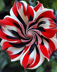 a red and white flower with black stripes