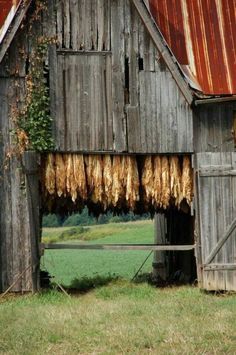 an old barn with some dried meat hanging from it's roof