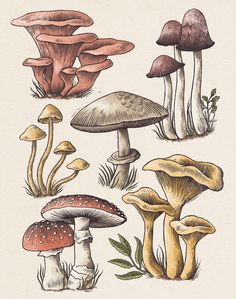 several different types of mushrooms are shown in this drawing, and each mushroom has an individual's name on it