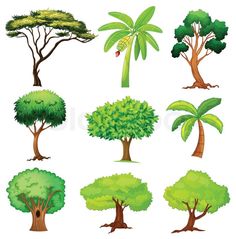 different types of trees on a white background