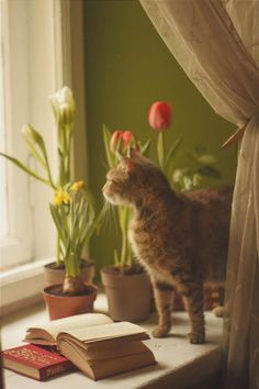 a cat standing on top of a window sill next to potted plants and books