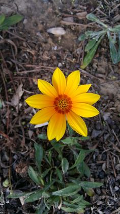 a single yellow flower is in the dirt