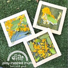 three framed pictures with yellow flowers in them on the grass, one has green leaves