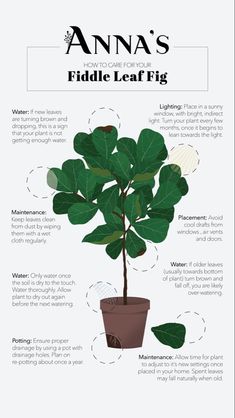 an info sheet describing how to care for fiddle leaf