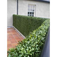 a long row of green bushes next to a building